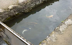 図17　カワに放された鯉（講師撮影）