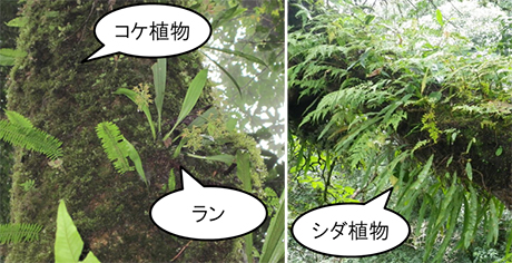 写真1　着生植物の例　（講師撮影）