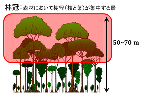 図1　熱帯林の構造　（講師作成）