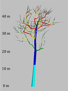 図3　調査木上の着生植物の分布　（講師作成）